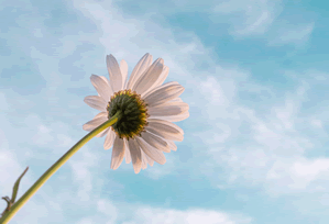 Altcoins Poised to Outperform Bitcoin in 2026: My Top Picks and Why They Could Soar